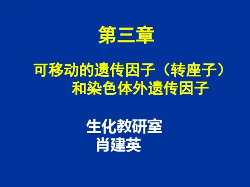 转座子质粒遗传重组
