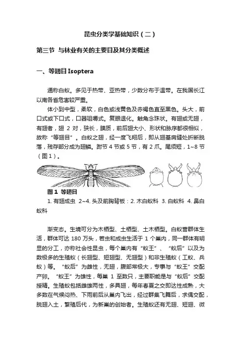 昆虫分类学基础知识（二）