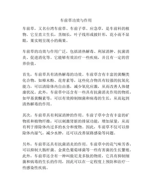 车前草功效与作用