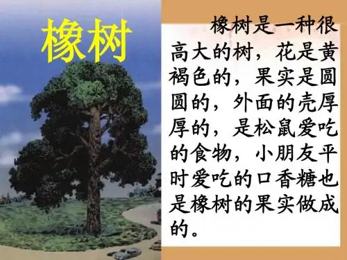 三年级下册 8路旁的橡树 课件 PPT