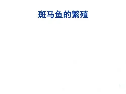 斑马鱼的繁殖PPT课件