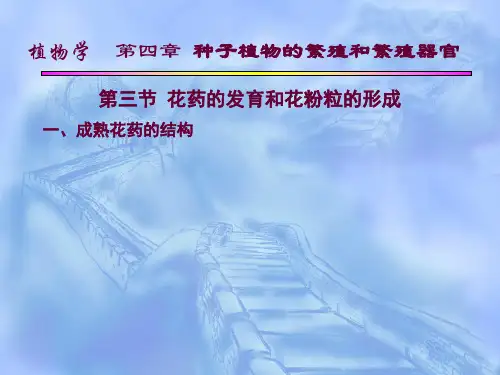 143花药的发育