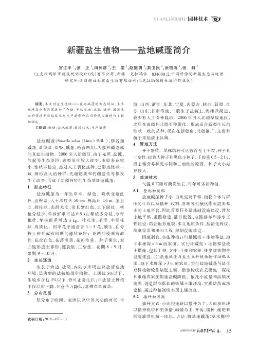 新疆盐生植物——盐地碱蓬简介