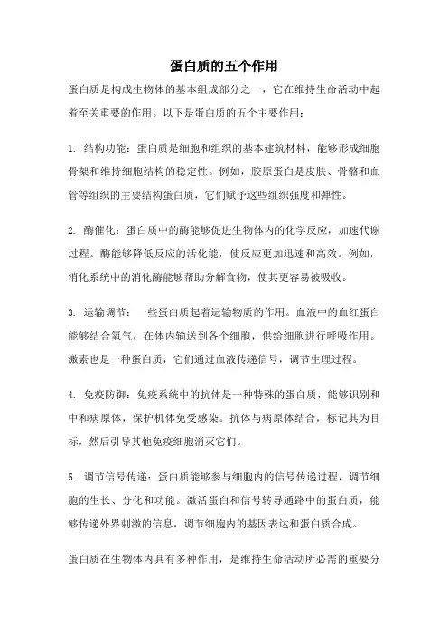 蛋白质的五个作用