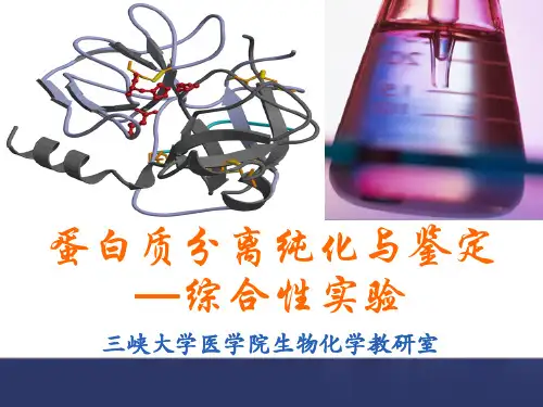 蛋白质分离纯化与鉴定