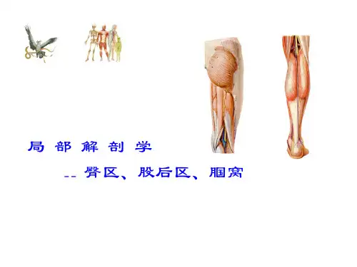 局部解剖学 04 臀区、股后区、腘窝
