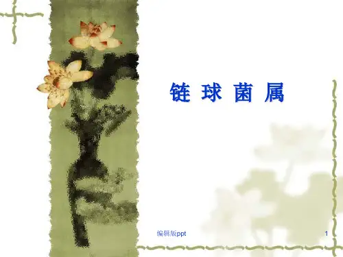 链球菌属ppt课件