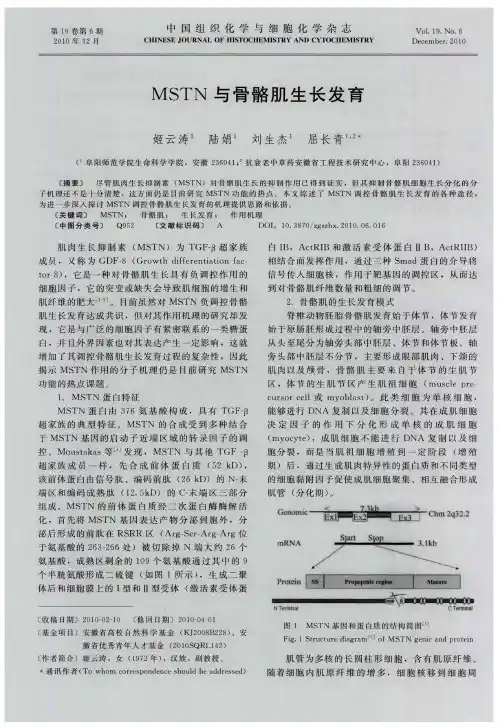 MSTN与骨骼肌生长发育