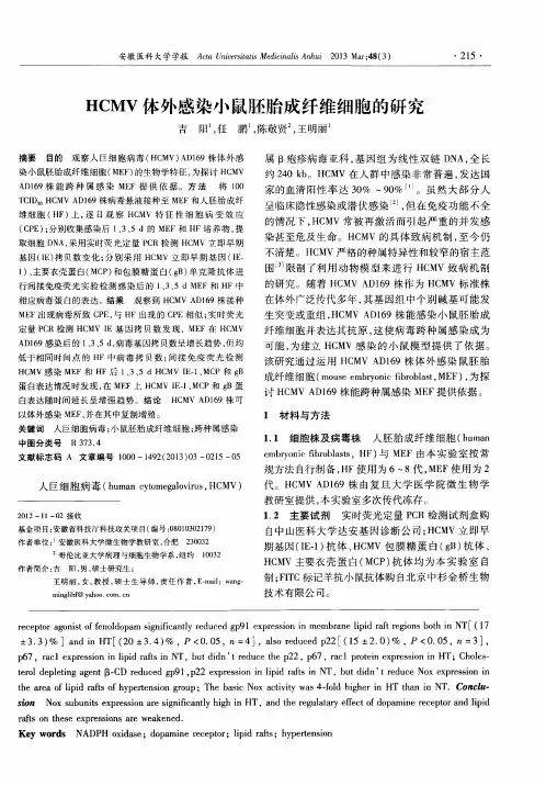 HCMV体外感染小鼠胚胎成纤维细胞的研究