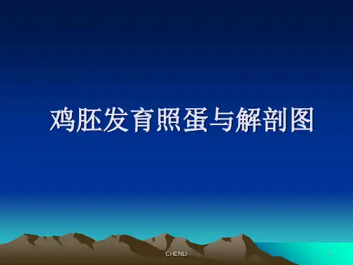 鸡胚发育照蛋与解剖图