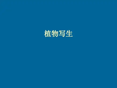 植物写生(课件) 美术四年级下册