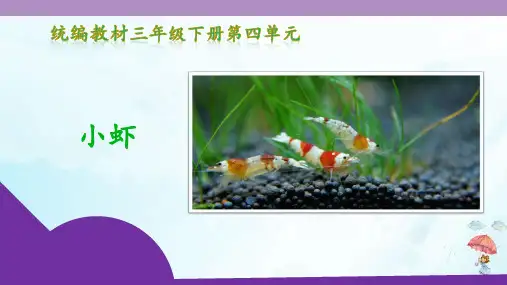 《小虾》完整版PPT(共13页)