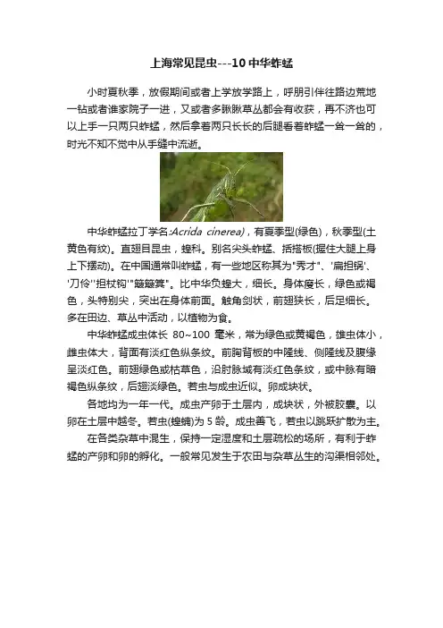 上海常见昆虫---10中华蚱蜢