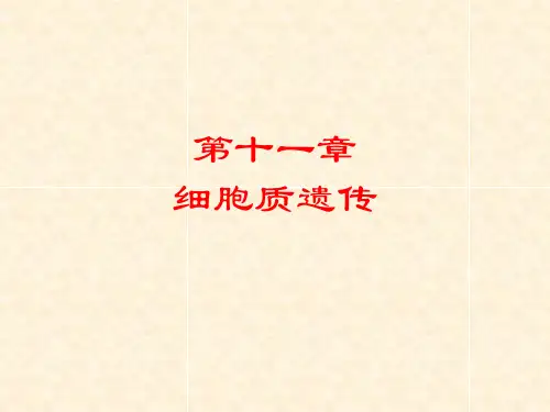遗传学 第十一章 细胞质遗传