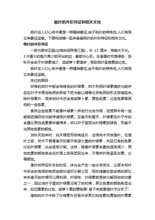 枫叶的外形特征和相关文化