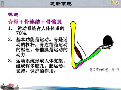 骨学总论
