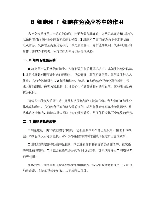 B 细胞和 T 细胞在免疫应答中的作用