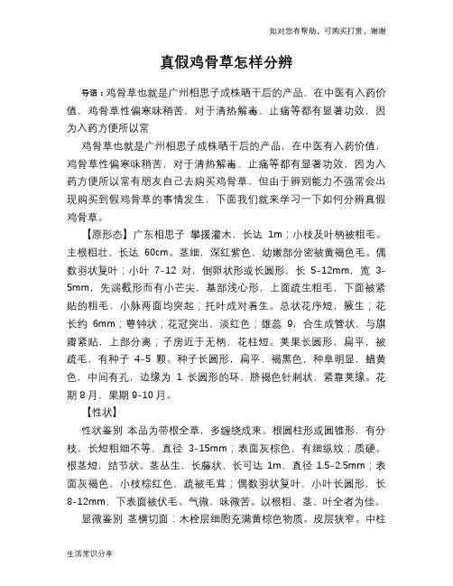 真假鸡骨草怎样分辨