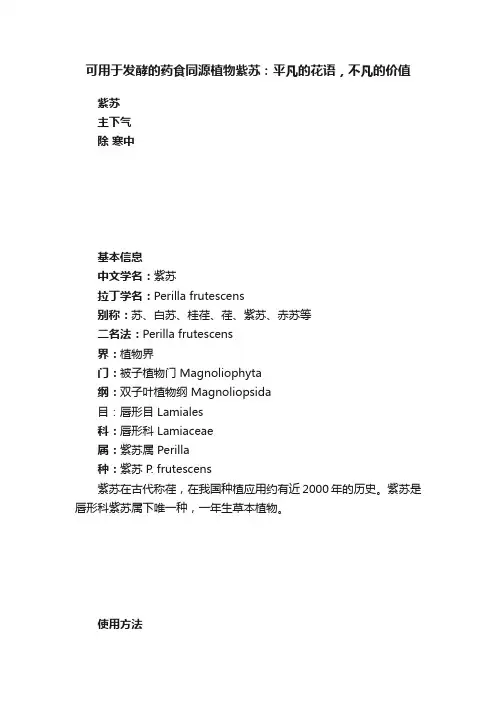 可用于发酵的药食同源植物紫苏：平凡的花语，不凡的价值