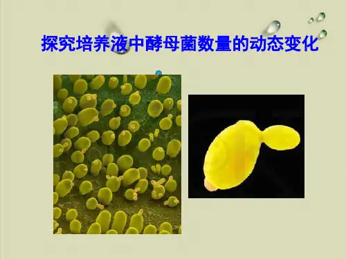 【人教版】种群数量的变化完美课件1【精选】