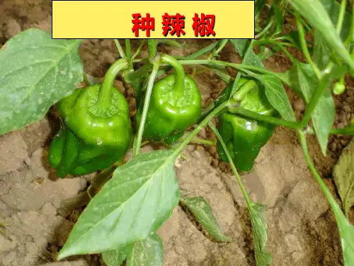 种辣椒PPT课件