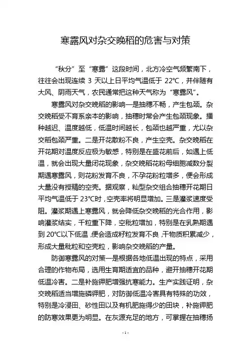 寒露风对杂交晚稻的危害与对策
