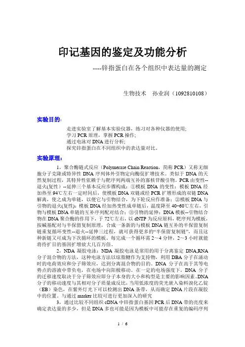 锌指蛋白在各个组织中表达量的测定