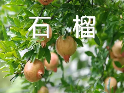 苏教版三年级上册语文《石榴》优秀-课件PPT