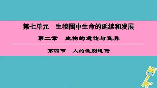 八年级生物下册第七单元第二章第四节人的性别遗传一等奖公开课ppt课件