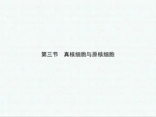 高中生物课件-中图版高中生物必修1第三节《真核细胞与