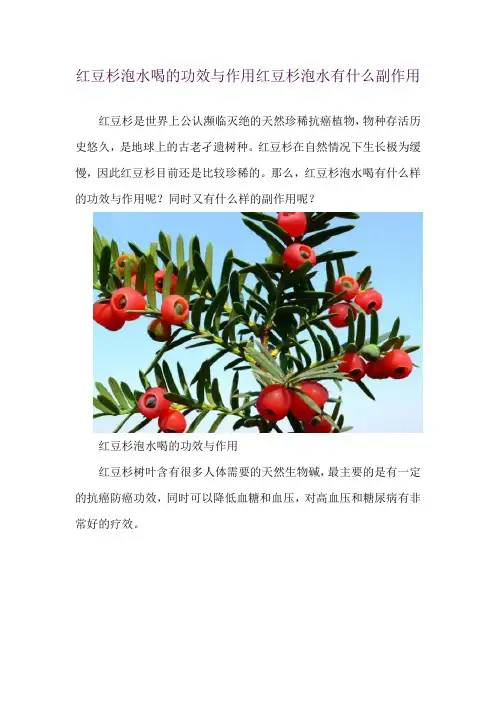 红豆杉泡水喝的功效与作用 红豆杉泡水有什么副作用