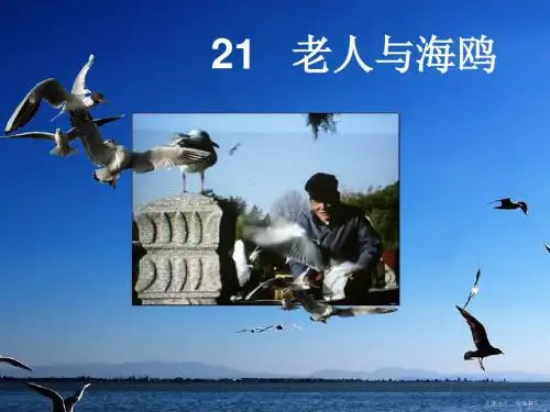 小学语文六年级上册21课《老人与海鸥》PPT