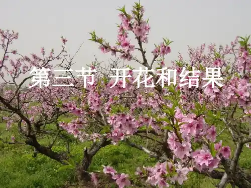 人教版七年级上册第三单元第二章第三节 开花和结果 课件