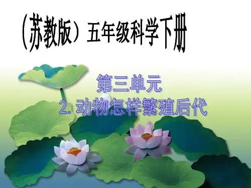 动物怎样繁殖后代课件PPT下载 苏教版五年级科学下册课件