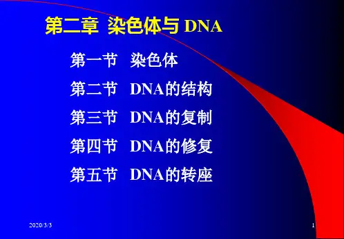 (精品)大学分子生物学经典课件第二章染色体与DNA