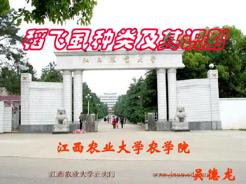 常见飞虱种类及其识别