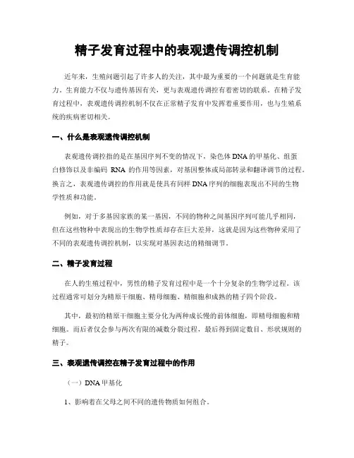 精子发育过程中的表观遗传调控机制