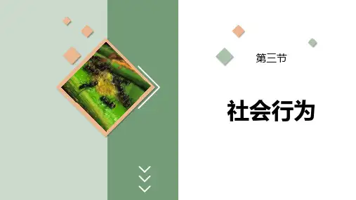 5.2.3 社会行为-初中生物人教版八年级上册课件