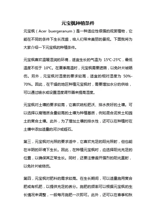 元宝枫种植条件