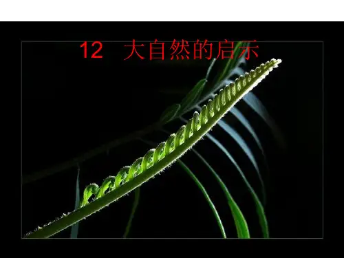 四年级下册语文课件12大自然的启示 人教新课标(共29张PPT)