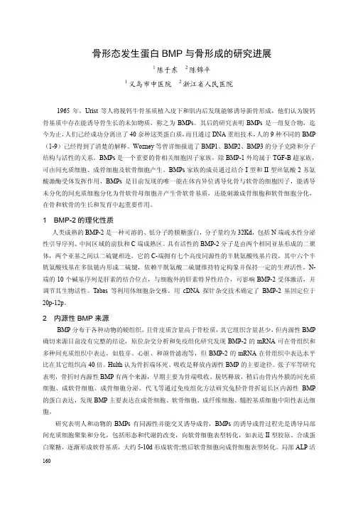 骨形态发生蛋白BMP和骨形成的研究进展