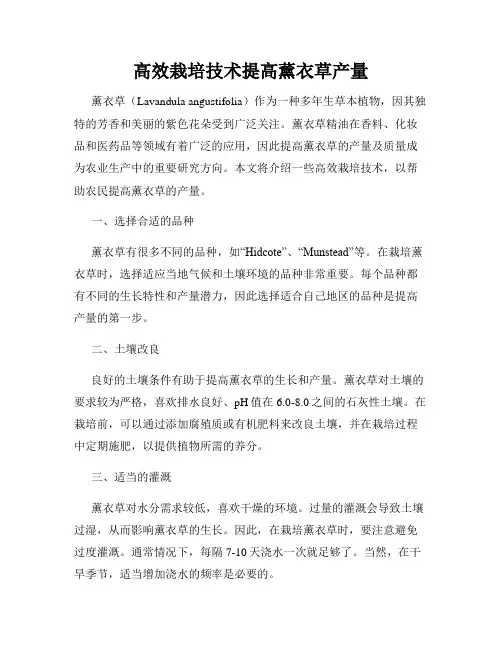 高效栽培技术提高薰衣草产量