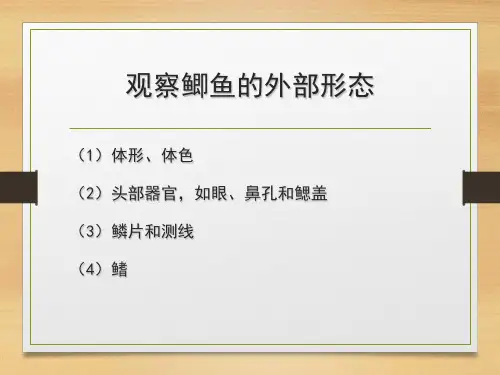 鱼解剖实验