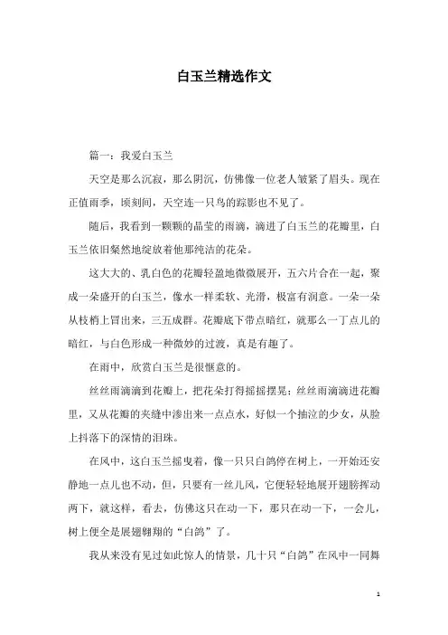 白玉兰精选作文