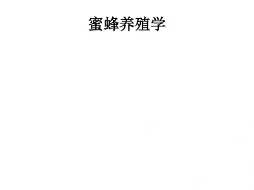 蜜蜂养殖教案 PPT课件