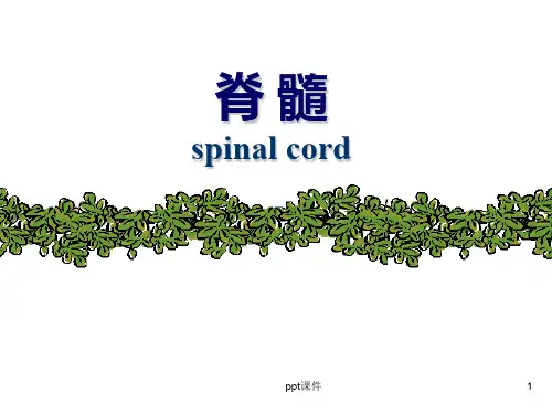 系统解剖学脊髓  ppt课件