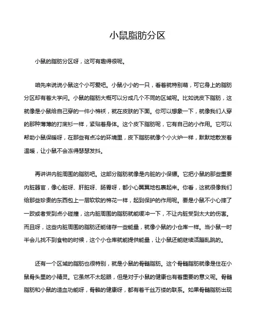 小鼠脂肪分区