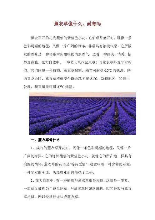 薰衣草像什么,耐寒吗