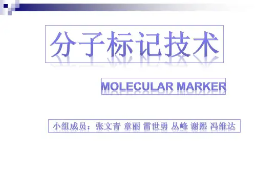 分子标记