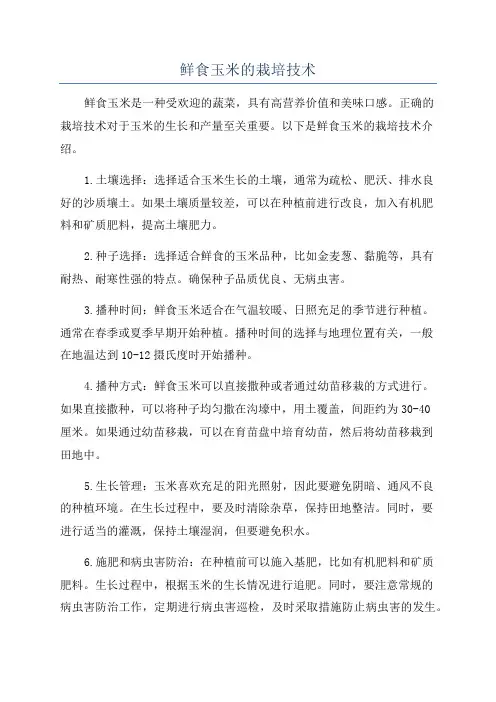 鲜食玉米的栽培技术